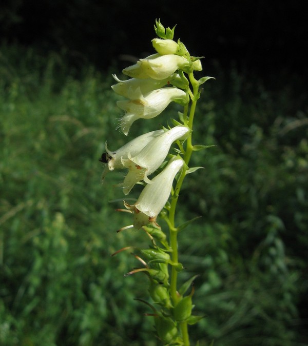 Digitalis lutea